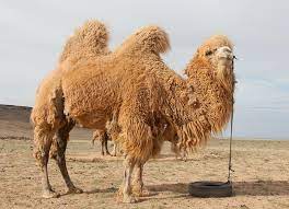 As you know the developers of this game release a new update every we are sharing the answers for the english language in our site. Criminal Camels Russian Life