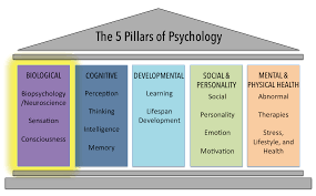 Biopsychology as a neuroscience 1 what is biopsychology, anyway? The Biological Domain Introduction To Psychology