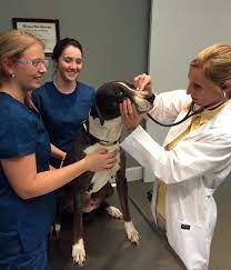 Christina collins is the new owner/veterinarian at all pets clinic ocala, fl where she takes pride. Veterinarian Exams Midtown Animal Clinic Of Ocala Dr Emily North