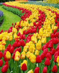 Useful tips for visiting the skagit valley tulip festival in 2021. Bobotie Revisited Cooksister Food Travel Photography Beautiful Gardens Most Beautiful Gardens Tulips Arrangement