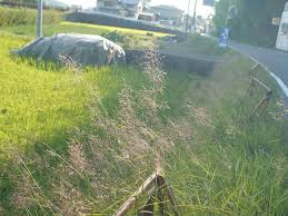 Image result for Capillipedium parviflorum