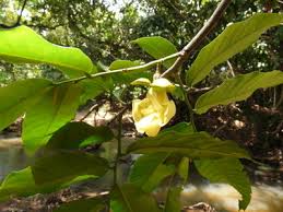 Image result for Hexalobus