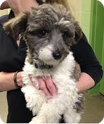 Adopt a rescue dog through petcurious. Nashville Tn Havanese Meet Margaret A Pet For Adoption