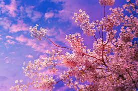 Sakura Tree Wallpaper 4k 74 top sakura blossom wallpapers , carefully selected images for you that start with s letter. wallpaper iphone