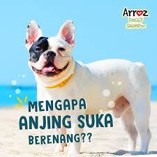 Tidak Seperti Kucing Yang Takut Dengan Air Doggy Justru Sebaliknya Banyak Doggy Yang Memiliki Tidak Seperti Kucing Yang Takut Dengan Air D Doggy Dogs Bulldog