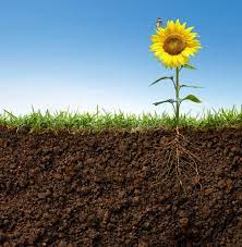 Flower With Roots Cross Section View Of Sunflower With Roots And Butterfly On I Sponsored Cross Roo Growing Sunflowers Grass Flower Types Of Sunflowers