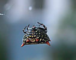 More images for spider with red spikes » Photo Essays