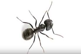 ant identification guides ant control extermination