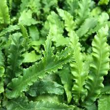 Image result for Asplenium elliottii