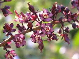 Image result for Lepisanthes senegalensis