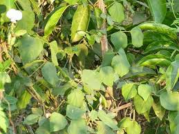 Image result for Psophocarpus scandens