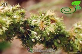 Image result for Rumex nepalensis