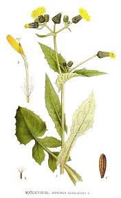 Image result for Sonchus oleraceus
