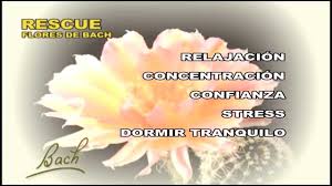 Las flores de bach están compuestas por agua purificada de vertiente de la cordillera de la costa, por lo que no contienen alcohol. Flores De Bach Rescue Remedy Youtube