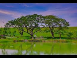 The site owner hides the web page description. é«˜é›„è¦ªå­æ—…éŠ é˜¿å…¬åº—æ£®æž—å…¬åœ' Youtube