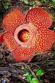 Rafflesia The World S Largest Bloom Video Bloom Big Flowers Large Flowers