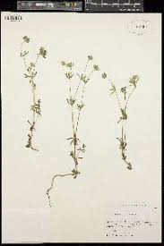 Image result for Belonophora coffeoides