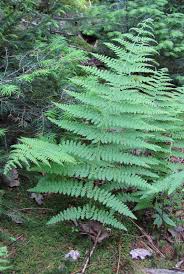 Image result for Dennstaedtiaceae