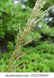 Image result for Sporobolus coromandelianus