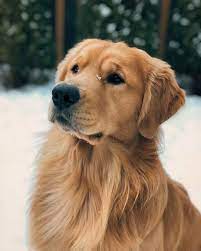 Golden Retriever Puppies For Sale Dogs Golden Retriever Retriever Puppy Golden Retriever