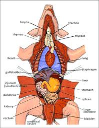 Image result for internal organs