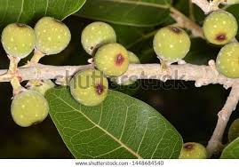 Image result for Ficus ingens