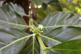Image result for Morinda angolensis