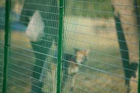 Reti per recinzioni ma anche rete per costruire recinti e gabbie per animali. Esaplax 50x25 La Rete Per I Cani Vendita Online Su Fenceshop Eu