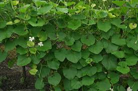 Image result for Lagenaria