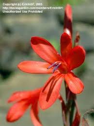 Image result for Watsonia