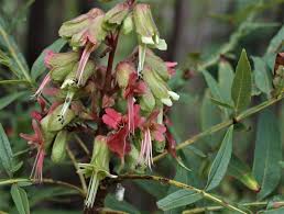 Image result for Erythrophysa