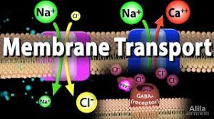 In this way, it is selectively permeable to ions and organic molecules. Membrane Transport Animation Youtube