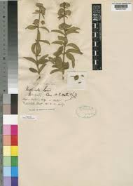 Image result for Lippia oatesii