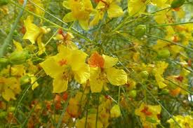 Image result for Parkinsonia aculeata