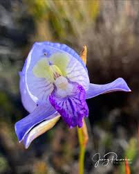 Image result for Disa erubescens