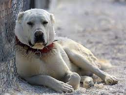 akbas in damizligina yogun talep abd de en iyi suru bekci kopegi secilen ve anadolu ya ozgu bir irk olan akbas a sahip olmak istey dog breeds dogs breeds