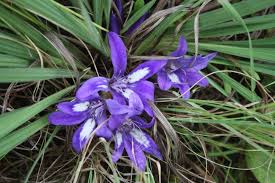 Image result for Babiana