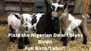 Goat's milk is another common milk bath addition. Baby Nigerian Dwarf Goat Gets A Bath Help The Goats Are Killing My Trees What Do We Do Youtube
