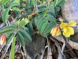 Image result for Chamaecrista paralias