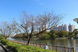 「子福桜」の画像検索結果