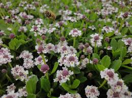 クラピア （改良イワダレソウ） ｜ ニチノー緑化