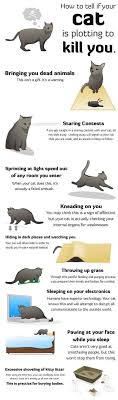 Check spelling or type a new query. How To Tell If Your Cat Is Trying To Kill You Bones Funny Funny Laugh
