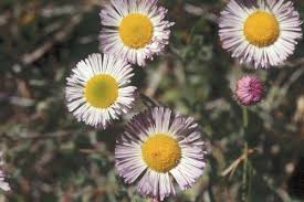 Image result for Erigeron