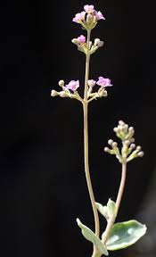 Image result for Commicarpus helenae