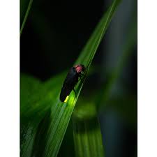 ゲンジボタル - こん虫ずかん｜Webずかん