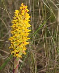 Image result for Chascanum hederaceum