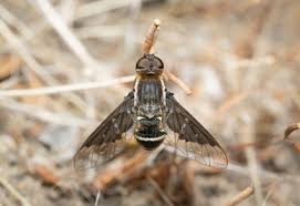 Image result for Terminalia trichopoda