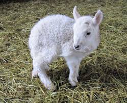 The Care And Management Of Hypothermic Lambs Kid Goats Goats Cute Animals Goat Care