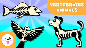 Vertebrate Animals For Kids Mammals Fish Birds Amphibians And Reptiles Animals For Kids Vertebrates Mammals