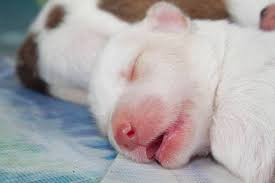 Chiweenie puppies chihuahua puppies puppys newborn puppies chihuahuas dachshunds new puppy puppy love cute baby animals. Chihuahua Puppy Pictures These Are Really Cute
